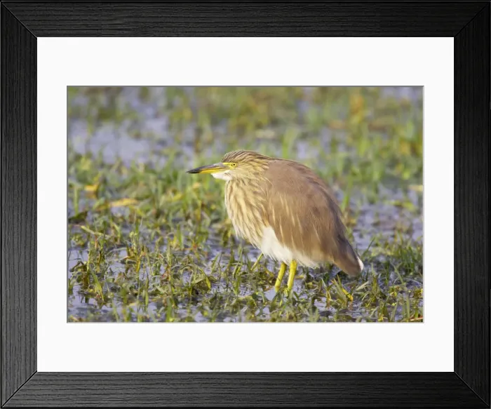 Framed Print : Indian Pond Heron - Keoladeo Ghana National Park - Bharatpur - Rajasthan - India BI017957 Framed Print : Indian Pond Heron - Keoladeo Ghana National Park - Bharatpur - Rajasthan - India BI017957