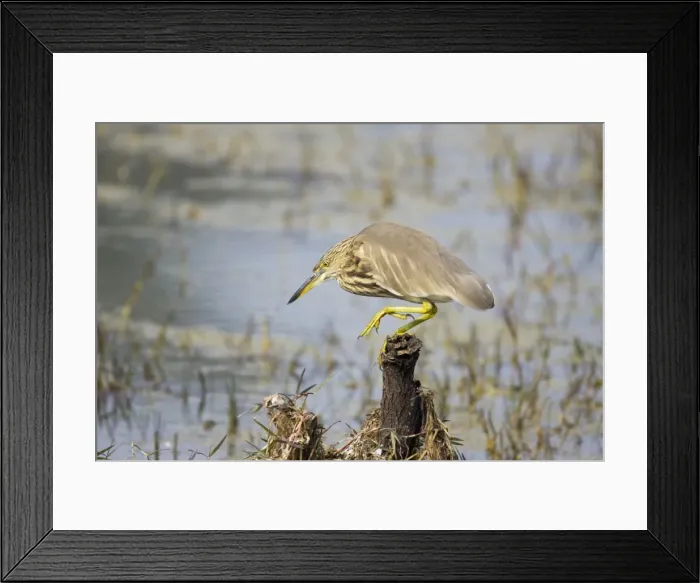 Framed Print : Indian Pond Heron - Keoladeo Ghana National Park - Bharatpur - Rajasthan - India BI017965 Framed Print : Indian Pond Heron - Keoladeo Ghana National Park - Bharatpur - Rajasthan - India BI017965