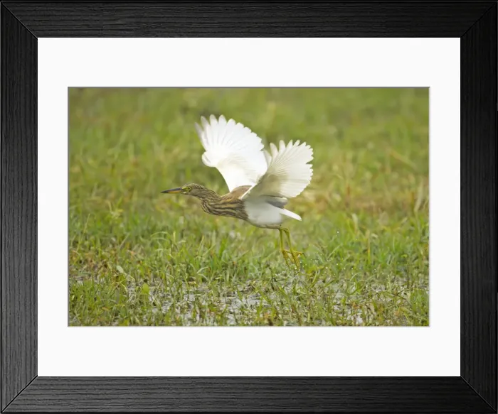 Framed Print : Indian Pond Heron - hunting for prey - Keoladeo Ghana National Park - Bharatpur - Rajasthan - India BI018004 Framed Print : Indian Pond Heron - hunting for prey - Keoladeo Ghana National Park - Bharatpur - Rajasthan - India BI018004