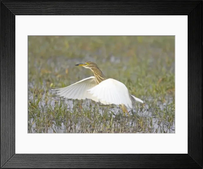 Framed Print : Indian Pond Heron - hunting for prey - Keoladeo Ghana National Park - Bharatpur - Rajasthan - India BI018006 Framed Print : Indian Pond Heron - hunting for prey - Keoladeo Ghana National Park - Bharatpur - Rajasthan - India BI018006