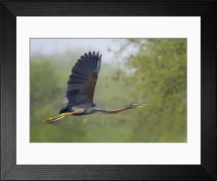 Framed Print : Purple Heron - In flight - Keoladeo Ghana National Park - Bharatpur - Rajasthan - India BI018019 Framed Print : Purple Heron - In flight - Keoladeo Ghana National Park - Bharatpur - Rajasthan - India BI018019