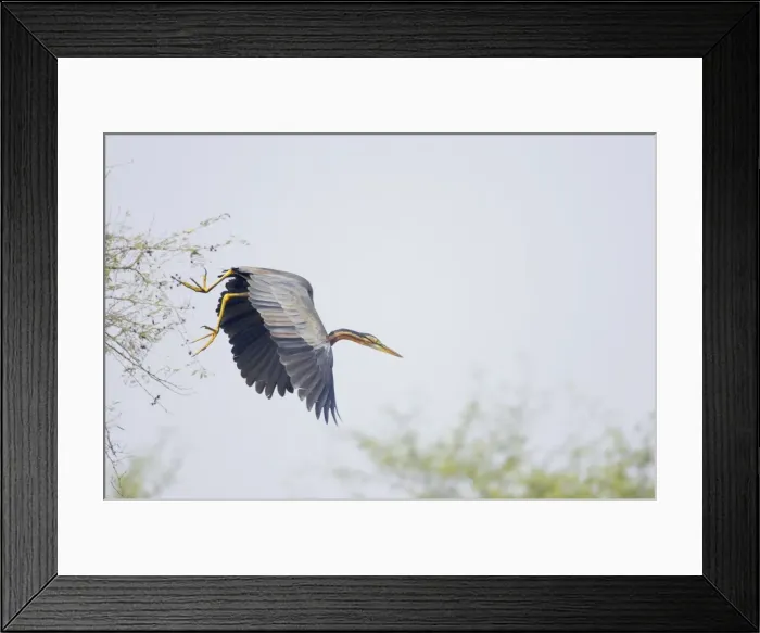 Framed Print : Purple Heron - In flight - Keoladeo Ghana National Park - Bharatpur - Rajasthan - India BI018021 Framed Print : Purple Heron - In flight - Keoladeo Ghana National Park - Bharatpur - Rajasthan - India BI018021