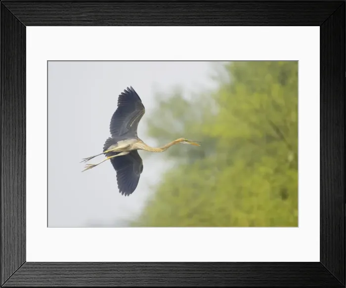 Framed Print : Purple Heron - In flight - Keoladeo Ghana National Park - Bharatpur - Rajasthan - India BI018028 Framed Print : Purple Heron - In flight - Keoladeo Ghana National Park - Bharatpur - Rajasthan - India BI018028