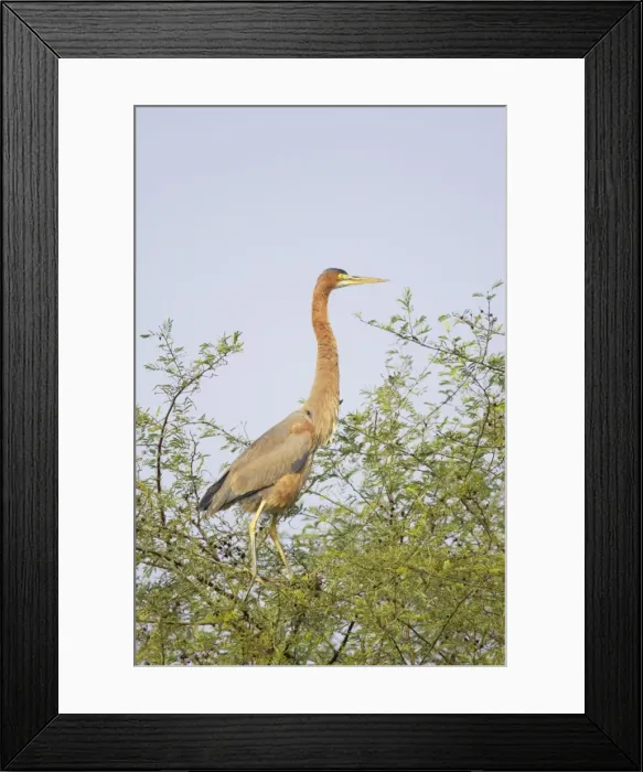 Framed Print : Purple Heron - on tree top - Keoladeo Ghana National Park - Bharatpur - Rajasthan - India BI018033 Framed Print : Purple Heron - on tree top - Keoladeo Ghana National Park - Bharatpur - Rajasthan - India BI018033