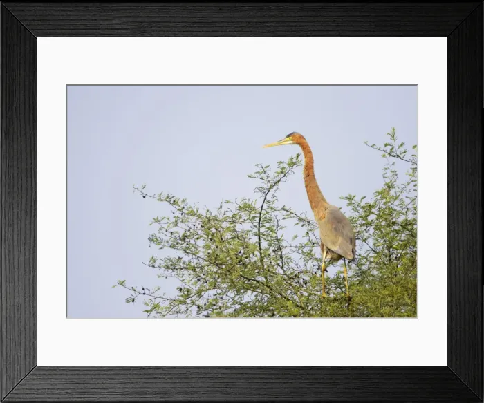 Framed Print : Purple Heron - on tree top - Keoladeo Ghana National Park - Bharatpur - Rajasthan - India BI018034 Framed Print : Purple Heron - on tree top - Keoladeo Ghana National Park - Bharatpur - Rajasthan - India BI018034