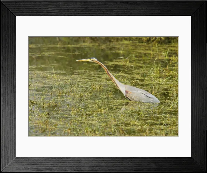 Framed Print : Purple Heron - hunting - Keoladeo Ghana National Park - Bharatpur - Rajasthan - India BI018044 Framed Print : Purple Heron - hunting - Keoladeo Ghana National Park - Bharatpur - Rajasthan - India BI018044