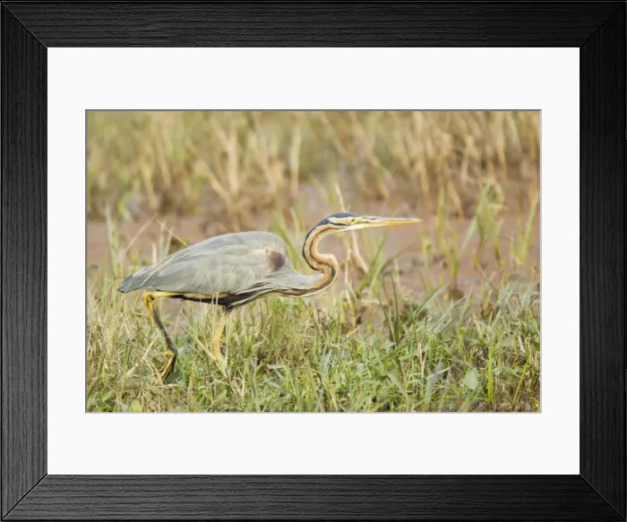 Framed Print : Purple Heron - hunting - Keoladeo Ghana National Park - Bharatpur - Rajasthan - India BI018048 Framed Print : Purple Heron - hunting - Keoladeo Ghana National Park - Bharatpur - Rajasthan - India BI018048