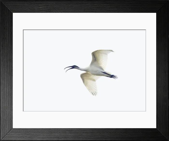 Framed Print : Black-Headed Ibis - in flight - Keoladeo Ghana National Park - Bharatpur - Rajasthan - India BI018059 Framed Print : Black-Headed Ibis - in flight - Keoladeo Ghana National Park - Bharatpur - Rajasthan - India BI018059