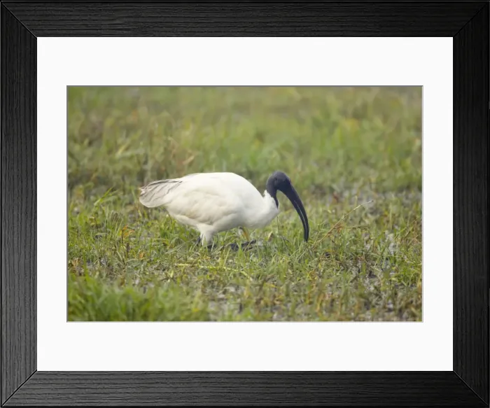 Framed Print : Black-Headed Ibis - Keoladeo Ghana National Park - Bharatpur - Rajasthan - India BI018072