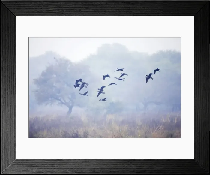 Framed Print : Glossy Ibis - flock in flight - Keoladeo Ghana National Park - Bharatpur - Rajasthan - India BI018075 Framed Print : Glossy Ibis - flock in flight - Keoladeo Ghana National Park - Bharatpur - Rajasthan - India BI018075