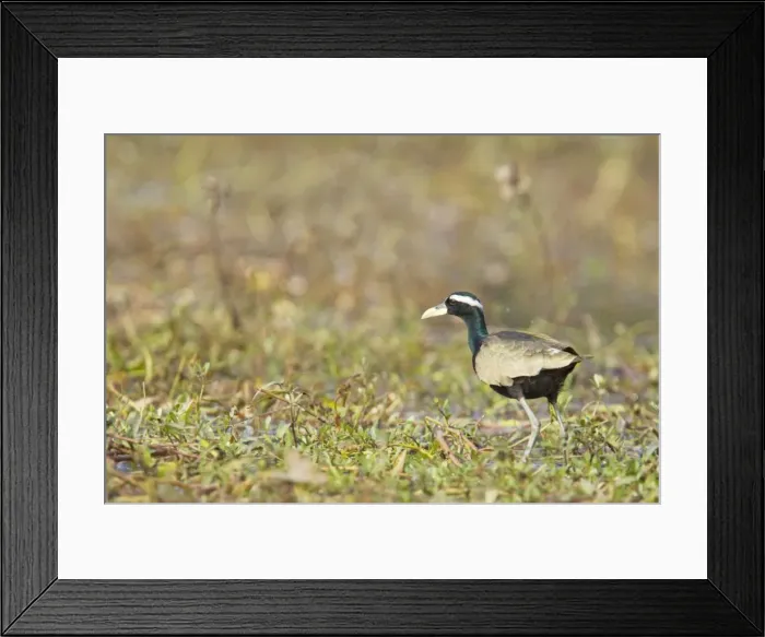 Framed Print : Bronze-Winged Jacana - Keoladeo Ghana National Park - Bharatpur - Rajasthan - India BI018086 Framed Print : Bronze-Winged Jacana - Keoladeo Ghana National Park - Bharatpur - Rajasthan - India BI018086