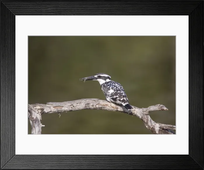 Framed Print : Pied Kingfisher - with fish - Keoladeo Ghana National Park - Bharatpur - Rajasthan - India BI018106 Framed Print : Pied Kingfisher - with fish - Keoladeo Ghana National Park - Bharatpur - Rajasthan - India BI018106