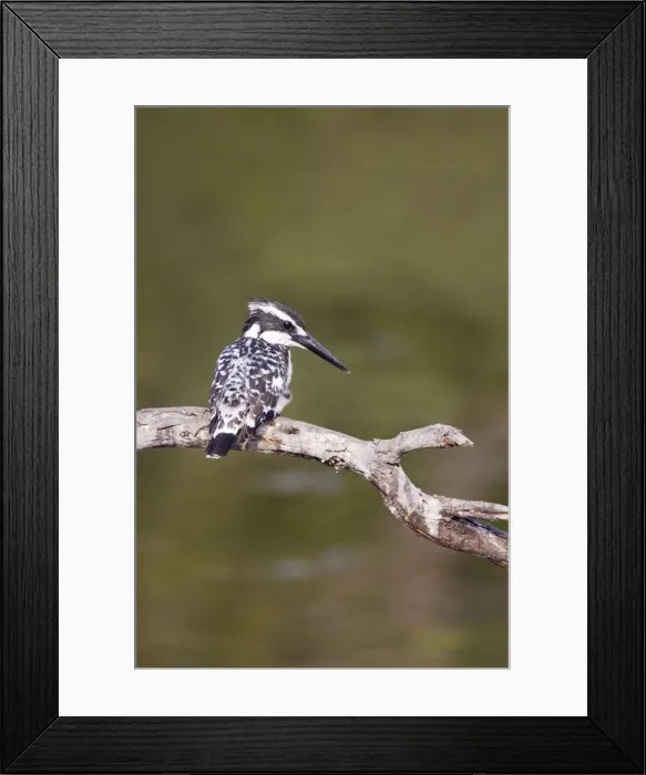 Framed Print : Pied Kingfisher - Keoladeo Ghana National Park - Bharatpur - Rajasthan - India BI018116 Framed Print : Pied Kingfisher - Keoladeo Ghana National Park - Bharatpur - Rajasthan - India BI018116