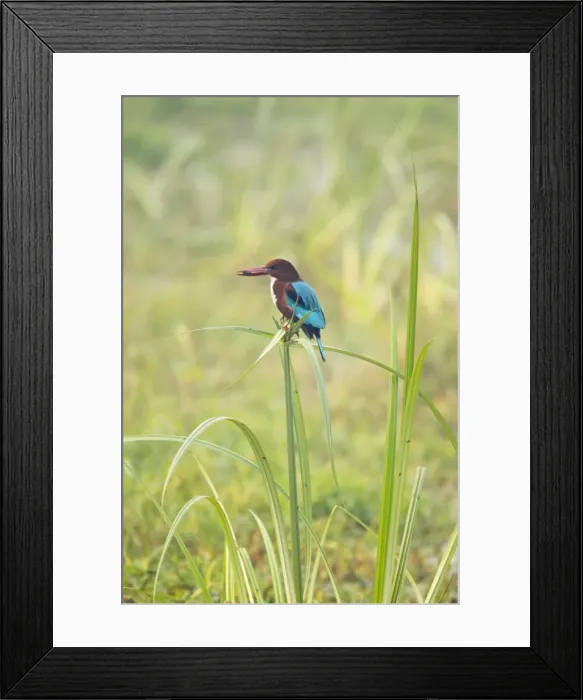 Framed Print : White-Throated Kingfisher - perched on Papyrus wth prey - Keoladeo Ghana National Park - Bharatpur - Rajasthan - India BI018119 Framed Print : White-Throated Kingfisher - perched on Papyrus wth prey - Keoladeo Ghana National Park - Bharatpur - Rajasthan - India BI018119