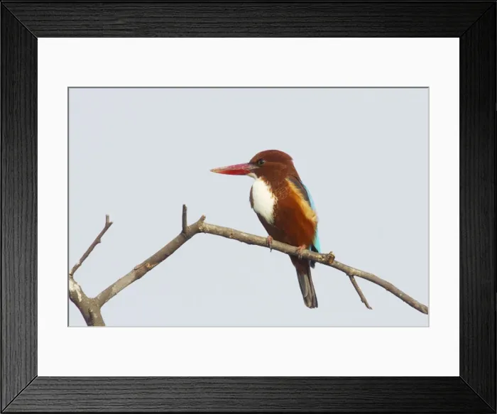 Framed Print : White-Throated Kingfisher - Keoladeo Ghana National Park - Bharatpur - Rajasthan - India BI018122 Framed Print : White-Throated Kingfisher - Keoladeo Ghana National Park - Bharatpur - Rajasthan - India BI018122