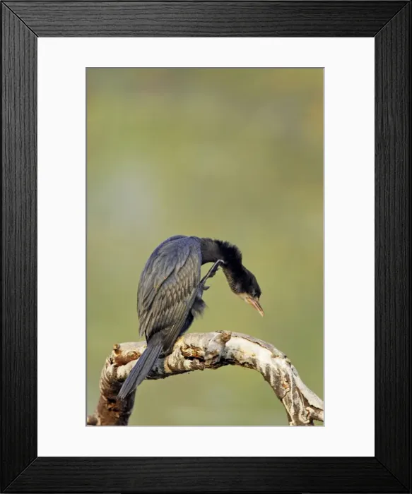 Framed Print : Little Cormorant - Keoladeo Ghana National Park - Bharatpur - Rajasthan - India BI018128 Framed Print : Little Cormorant - Keoladeo Ghana National Park - Bharatpur - Rajasthan - India BI018128