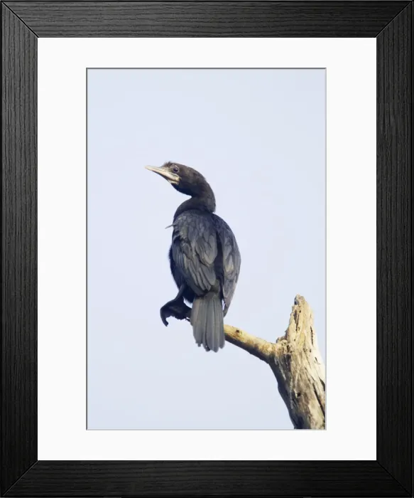 Framed Print : Little Cormorant - Keoladeo Ghana National Park - Bharatpur - Rajasthan - India BI018131 Framed Print : Little Cormorant - Keoladeo Ghana National Park - Bharatpur - Rajasthan - India BI018131