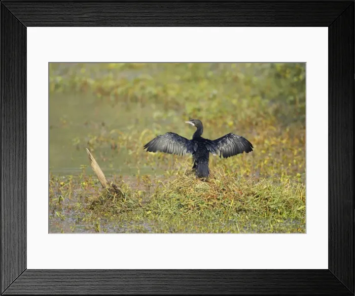 Framed Print : Little Cormorant - drying wings - Keoladeo Ghana National Park - Bharatpur - Rajasthan - India BI018134 Framed Print : Little Cormorant - drying wings - Keoladeo Ghana National Park - Bharatpur - Rajasthan - India BI018134