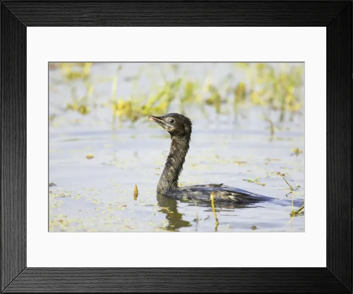 Framed Print : Little Cormorant - swimming - Keoladeo Ghana National Park - Bharatpur - Rajasthan - India BI018137 Framed Print : Little Cormorant - swimming - Keoladeo Ghana National Park - Bharatpur - Rajasthan - India BI018137