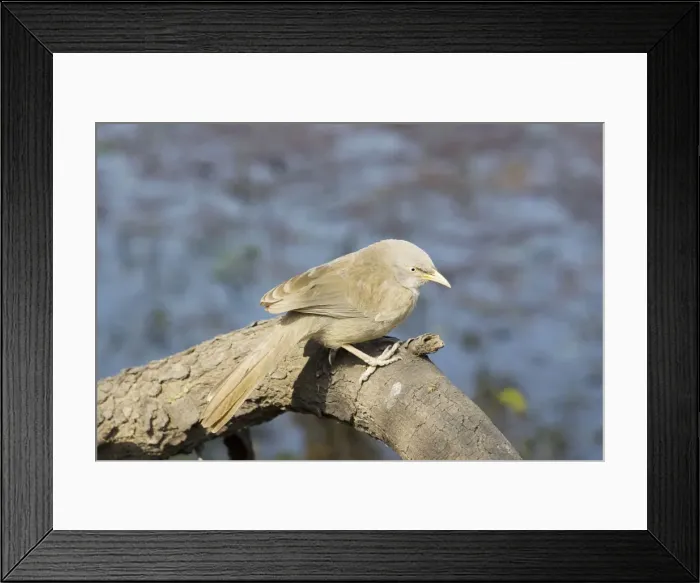 Framed Print : Jungle Babbler - Keoladeo Ghana National Park - Bharatpur - Rajasthan - India BI018153 Framed Print : Jungle Babbler - Keoladeo Ghana National Park - Bharatpur - Rajasthan - India BI018153