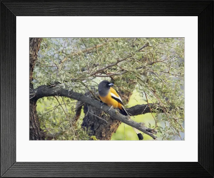 Framed Print : Rufous Treepie - Keoladeo Ghana National Park - Bharatpur - Rajasthan - India BI018156 Framed Print : Rufous Treepie - Keoladeo Ghana National Park - Bharatpur - Rajasthan - India BI018156
