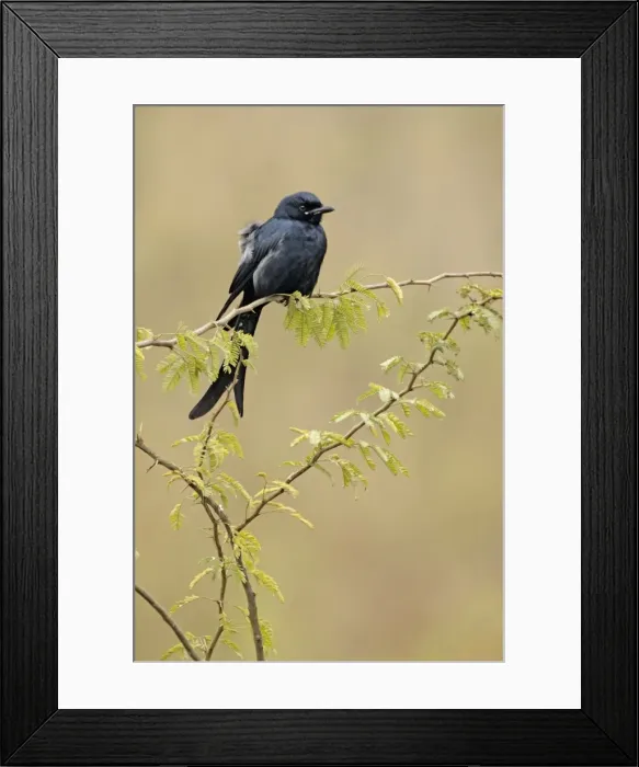 Framed Print : Black Drongo - Keoladeo Ghana National Park - Bharatpur - Rajasthan - India BI018160 Framed Print : Black Drongo - Keoladeo Ghana National Park - Bharatpur - Rajasthan - India BI018160