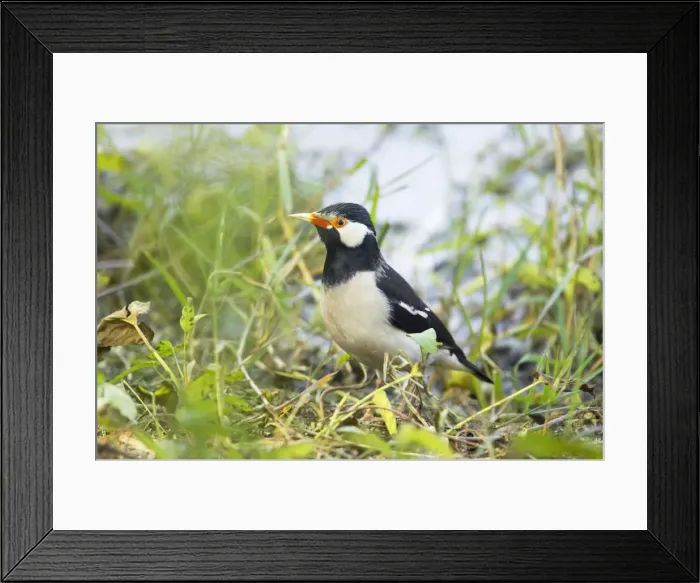 Framed Print : Asian Pied Starling - Keoladeo Ghana National Park - Bharatpur - Rajasthan - India BI018167 Framed Print : Asian Pied Starling - Keoladeo Ghana National Park - Bharatpur - Rajasthan - India BI018167