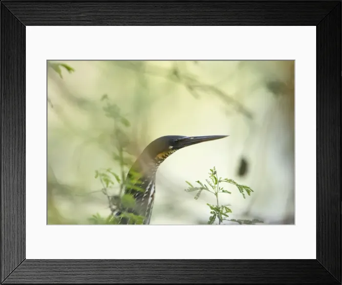 Framed Print : Black Bittern - Keoladeo Ghana National Park - Bharatpur - Rajasthan - India BI018179 Framed Print : Black Bittern - Keoladeo Ghana National Park - Bharatpur - Rajasthan - India BI018179
