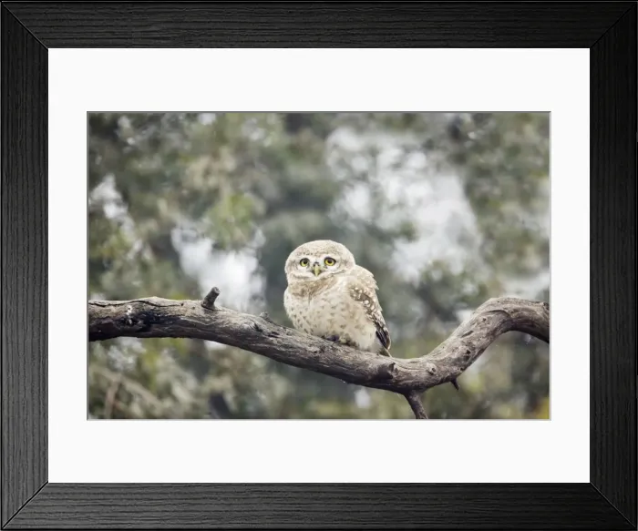 Framed Print : Spotted Owlet - Keoladeo Ghana National Park - Bharatpur - Rajasthan - India BI018183