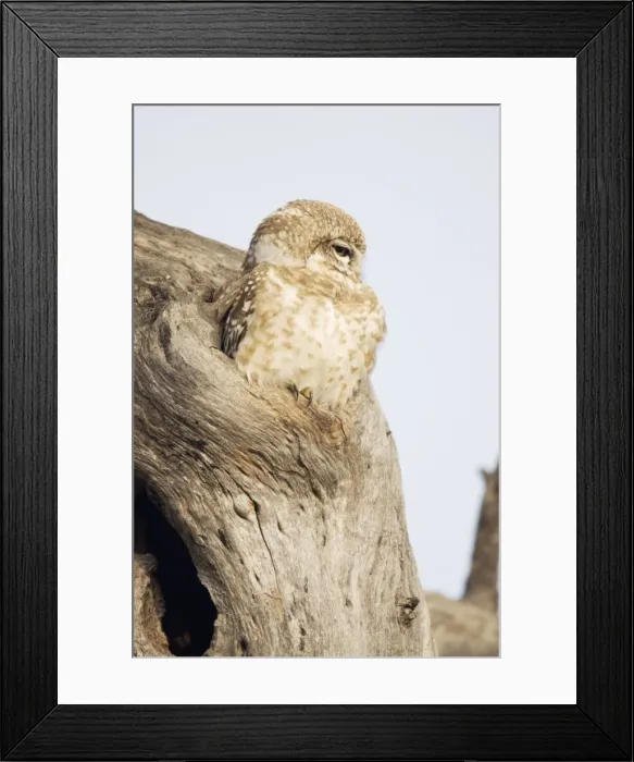Framed Print : Spotted Owlet - Keoladeo Ghana National Park - Bharatpur - Rajasthan - India BI018188 Framed Print : Spotted Owlet - Keoladeo Ghana National Park - Bharatpur - Rajasthan - India BI018188