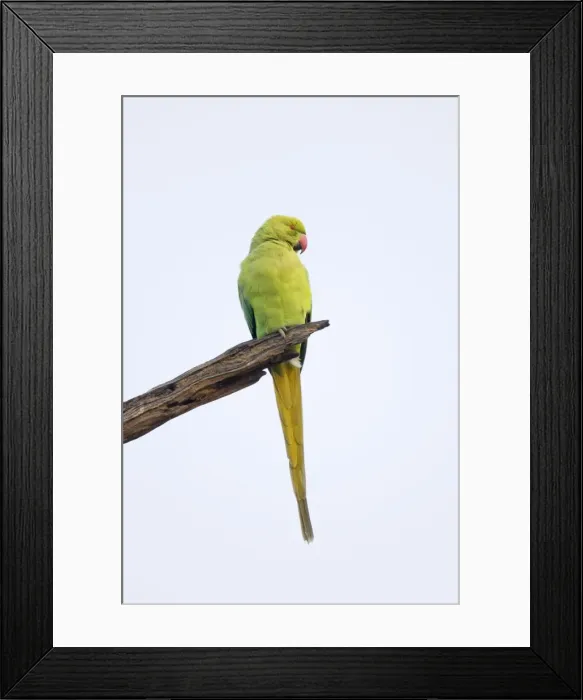 Framed Print : Rose-Ringed Parakeet - Keoladeo Ghana National Park - Bharatpur - Rajasthan - India BI018194