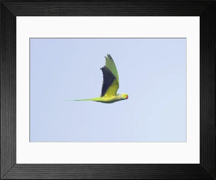 Framed Print : Rose-Ringed Parakeet - in flight - Keoladeo Ghana National Park - Bharatpur - Rajasthan - India BI018197 Framed Print : Rose-Ringed Parakeet - in flight - Keoladeo Ghana National Park - Bharatpur - Rajasthan - India BI018197