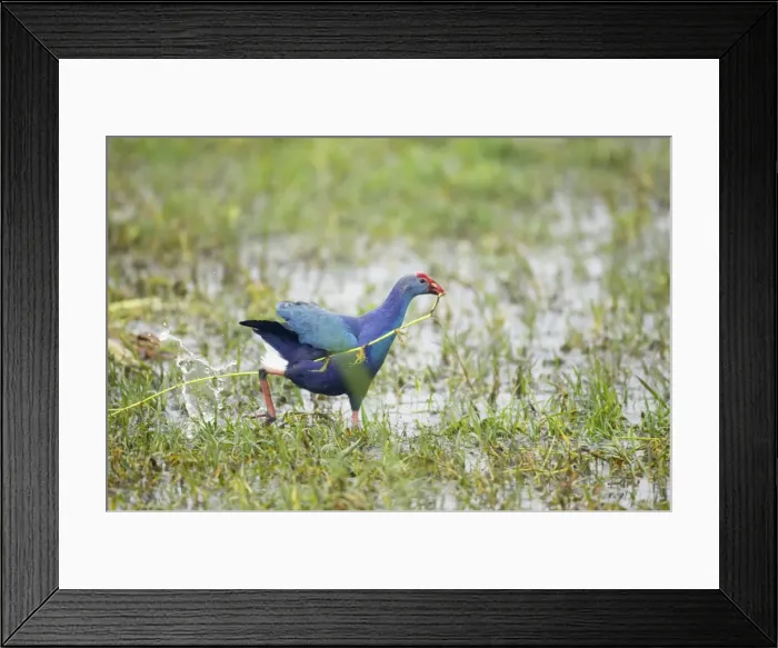 Framed Print : Purple Gallinule - running - Keoladeo Ghana National Park - Bharatpur - Rajasthan - India BI018209 Framed Print : Purple Gallinule - running - Keoladeo Ghana National Park - Bharatpur - Rajasthan - India BI018209