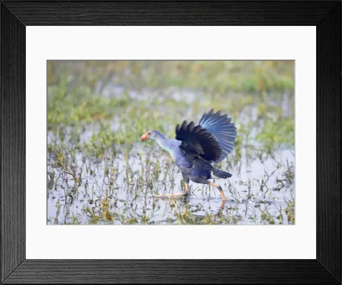 Framed Print : Purple Gallinule - running - Keoladeo Ghana National Park - Bharatpur - Rajasthan - India BI018216 Framed Print : Purple Gallinule - running - Keoladeo Ghana National Park - Bharatpur - Rajasthan - India BI018216