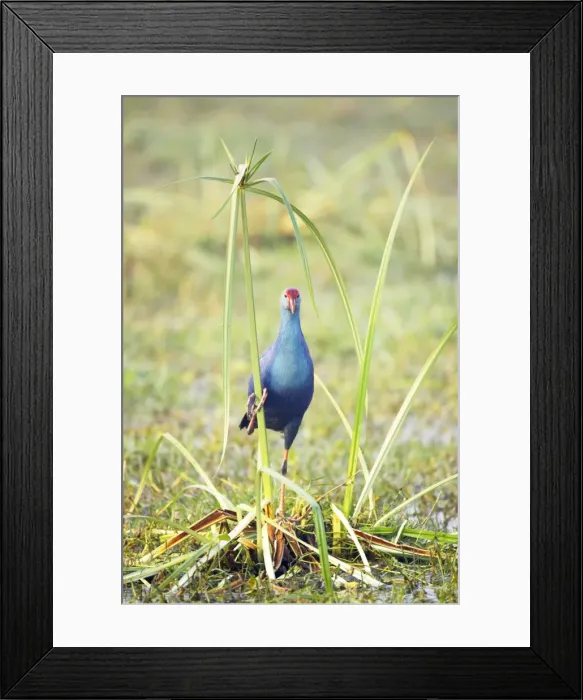 Framed Print : Purple Gallinule - on Papyrus - Keoladeo Ghana National Park - Bharatpur - Rajasthan - India BI018220 Framed Print : Purple Gallinule - on Papyrus - Keoladeo Ghana National Park - Bharatpur - Rajasthan - India BI018220