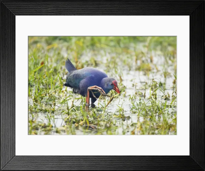 Framed Print : Purple Gallinule - feeeding in wetlands - Keoladeo Ghana National Park - Bharatpur - Rajasthan - India BI018228