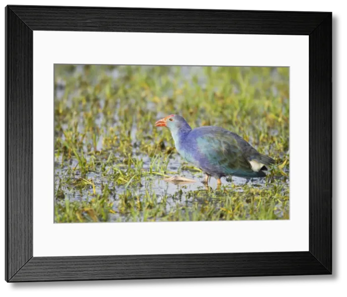 Framed Print : Purple Gallinule - feeeding in wetlands - Keoladeo Ghana National Park - Bharatpur - Rajasthan - India BI018240 Framed Print : Purple Gallinule - feeeding in wetlands - Keoladeo Ghana National Park - Bharatpur - Rajasthan - India BI018240