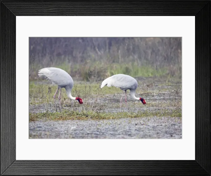 Framed Print : Sarus Crane - feeding in marsh - Keoladeo Ghana National Park - Bharatpur - Rajasthan - India BI018262 Framed Print : Sarus Crane - feeding in marsh - Keoladeo Ghana National Park - Bharatpur - Rajasthan - India BI018262