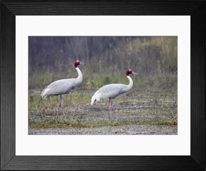 Framed Print : Sarus Crane - pair in marsh - Keoladeo Ghana National Park - Bharatpur - Rajasthan - India BI018263 Framed Print : Sarus Crane - pair in marsh - Keoladeo Ghana National Park - Bharatpur - Rajasthan - India BI018263