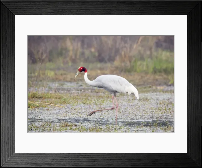 Framed Print : Sarus Crane - feeding in marsh - Keoladeo Ghana National Park - Bharatpur - Rajasthan - India BI018269