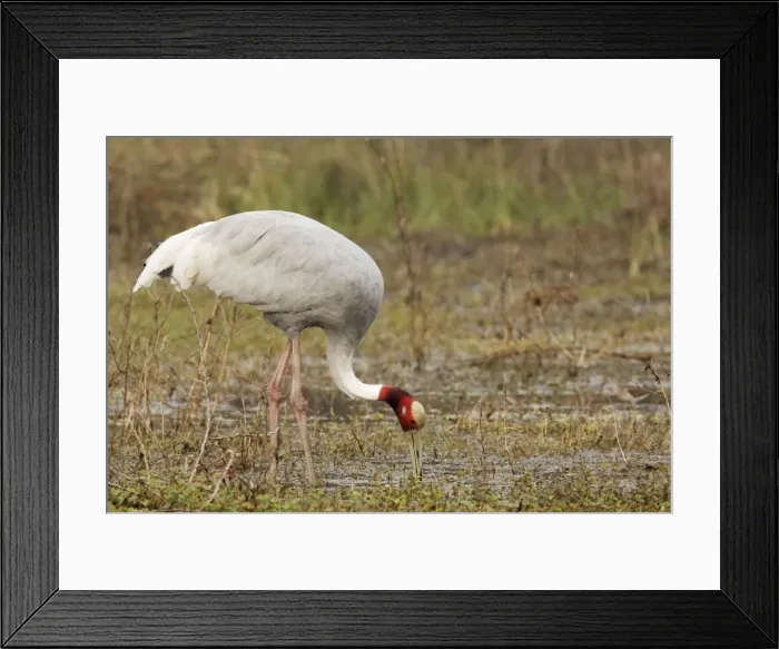 Framed Print : Sarus Crane - feeding in marsh - Keoladeo Ghana National Park - Bharatpur - Rajasthan - India BI018273 Framed Print : Sarus Crane - feeding in marsh - Keoladeo Ghana National Park - Bharatpur - Rajasthan - India BI018273
