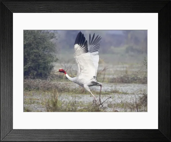 Framed Print : Sarus Crane - in flight taking off - Keoladeo Ghana National Park - Bharatpur - Rajasthan - India BI018280 Framed Print : Sarus Crane - in flight taking off - Keoladeo Ghana National Park - Bharatpur - Rajasthan - India BI018280