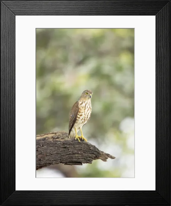 Framed Print : Shrika - Keoladeo Ghana National Park - Bharatpur - Rajasthan - India BI018283 Framed Print : Shrika - Keoladeo Ghana National Park - Bharatpur - Rajasthan - India BI018283