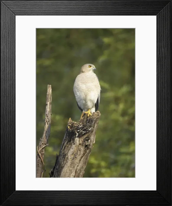 Framed Print : Shrika - Keoladeo Ghana National Park - Bharatpur - Rajasthan - India BI018285 Framed Print : Shrika - Keoladeo Ghana National Park - Bharatpur - Rajasthan - India BI018285