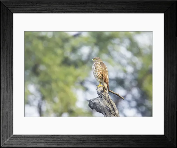 Framed Print : Shrika - Keoladeo Ghana National Park - Bharatpur - Rajasthan - India BI018288 Framed Print : Shrika - Keoladeo Ghana National Park - Bharatpur - Rajasthan - India BI018288