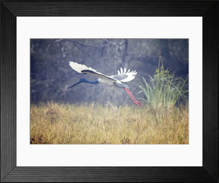 Framed Print : Black-Necked Stork - in flight taking off - Keoladeo Ghana National Park - Bharatpur - Rajasthan - India BI018368 Framed Print : Black-Necked Stork - in flight taking off - Keoladeo Ghana National Park - Bharatpur - Rajasthan - India BI018368