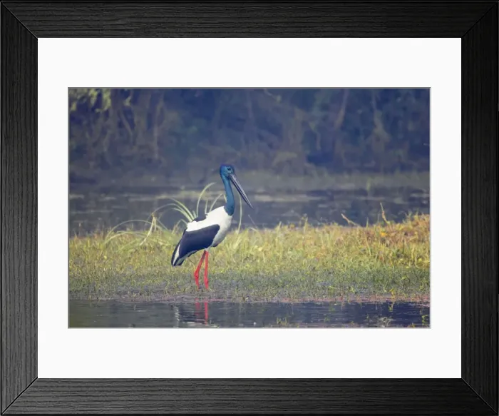 Framed Print : Black-Necked Stork - Keoladeo Ghana National Park - Bharatpur - Rajasthan - India BI018371 Framed Print : Black-Necked Stork - Keoladeo Ghana National Park - Bharatpur - Rajasthan - India BI018371