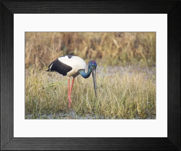 Framed Print : Black-Necked Stork - searching for food - Keoladeo Ghana National Park - Bharatpur - Rajasthan - India BI018374