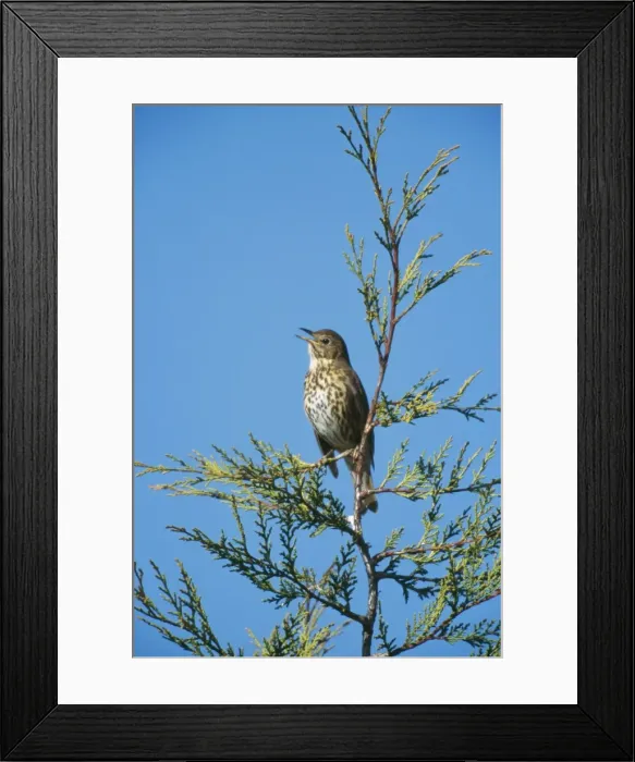 Framed Print : Song Thrush COS 563 Singing in garden on Leyandii, Essex UK. Turdus philomelos © Bill Coster  /  ARDEA LONDON