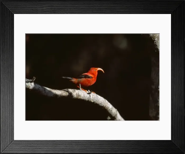 Framed Print : Iiwi Bird COS 584 Vestiaria coccinea - Hawaiian endemic, Big Island Hawaii © Bill Coster ARDEA LONDON Framed Print : Iiwi Bird COS 584 Vestiaria coccinea - Hawaiian endemic, Big Island Hawaii © Bill Coster ARDEA LONDON